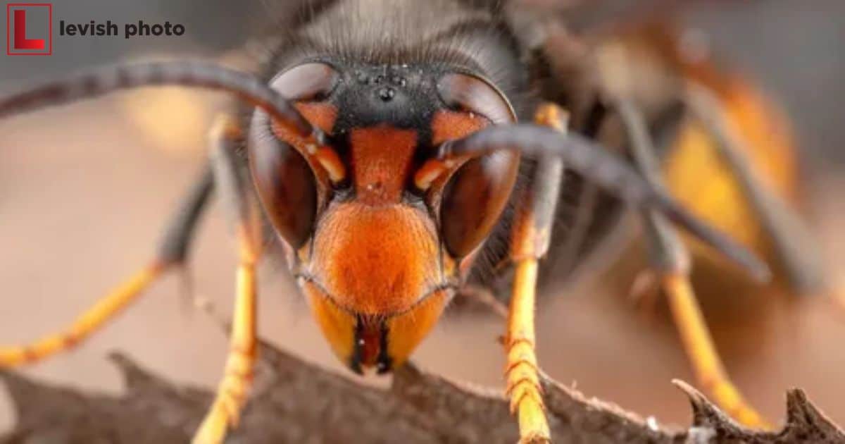 Do Asian Giant Hornets Have Photographic Memory?