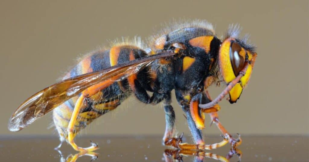Beyond the Buzz, A Closer Look at Asian Giant Hornets’ Photographic Skills