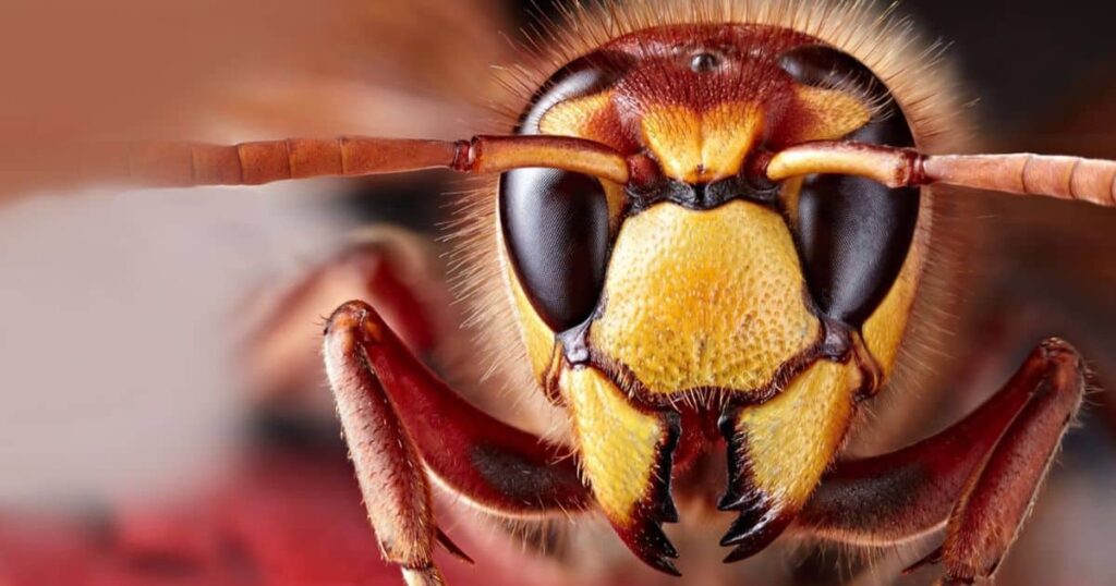 Can Asian Giant Hornets Survive Underwater?