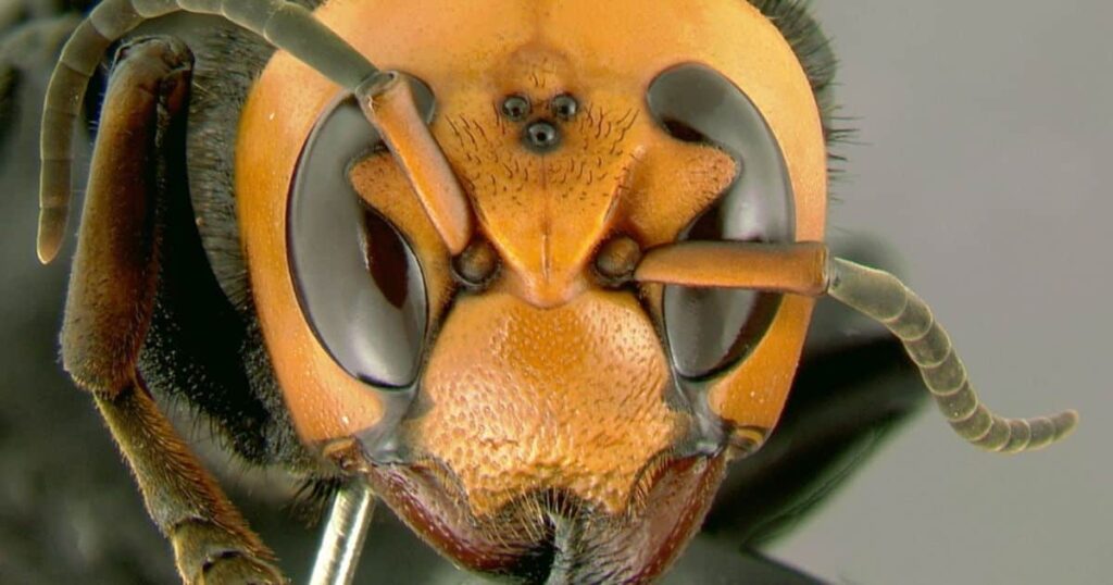 Cognitive Marvels, How Asian Giant Hornets Utilize Photographic Memory