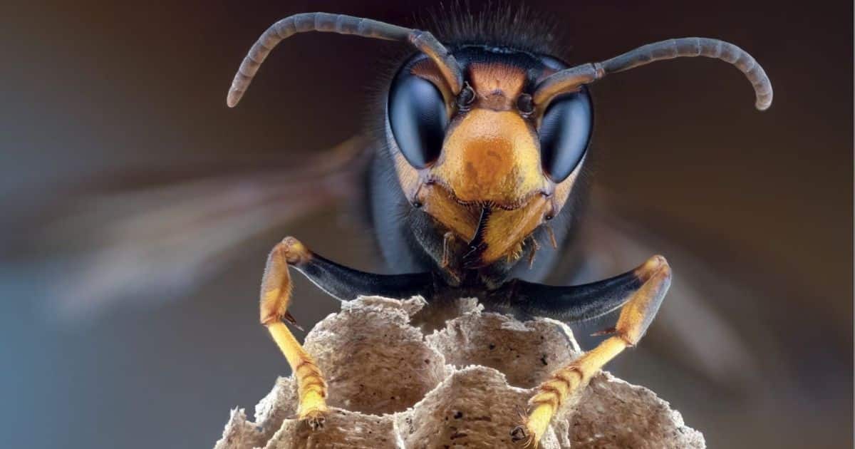 Do Asian Giant Hornets Have Photographic Memory?