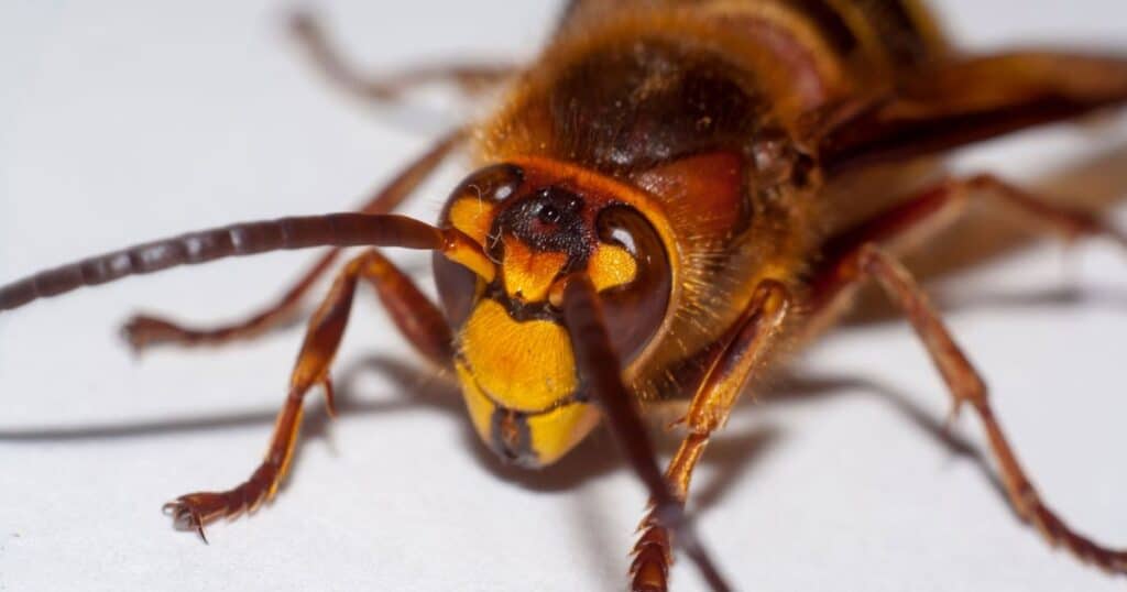Do Asian Giant Hornets Hold Grudges?