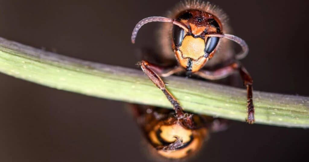 How Do Asian Giant Hornets Exhibit Cognitive Photography?