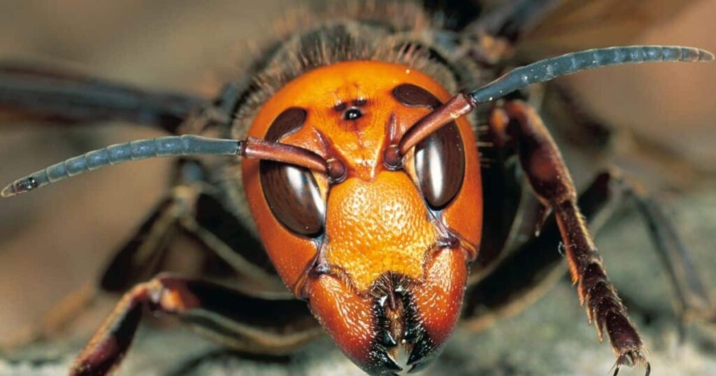 Implications and Discoveries, Asian Giant Hornets and the World of Photography