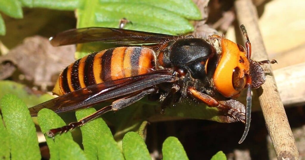 Photographic Memory in Action, Asian Giant Hornets’ Foraging Techniques
