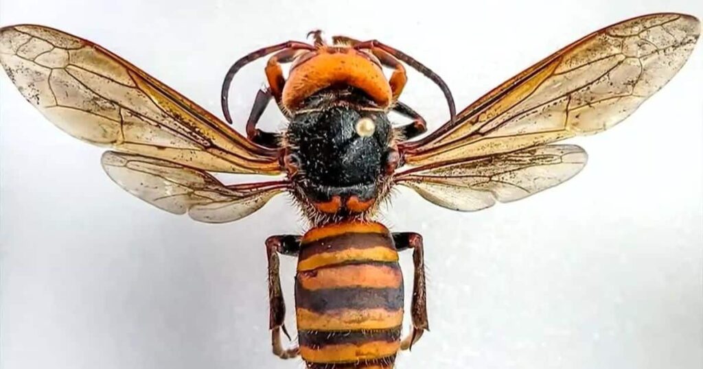 Photography Skills, Navigational Wonders of Asian Giant Hornets