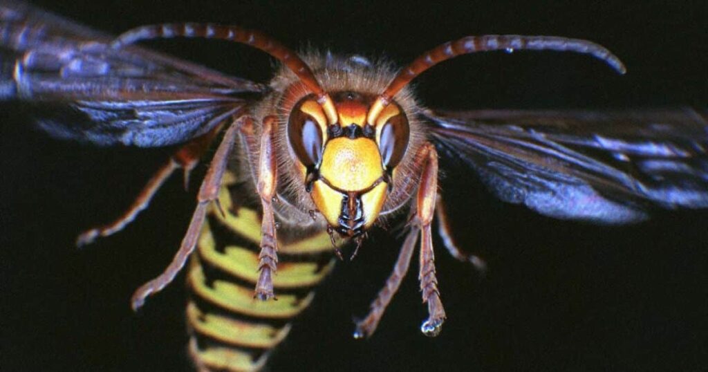 The Fascinating World of Asian Giant Hornets and Photography